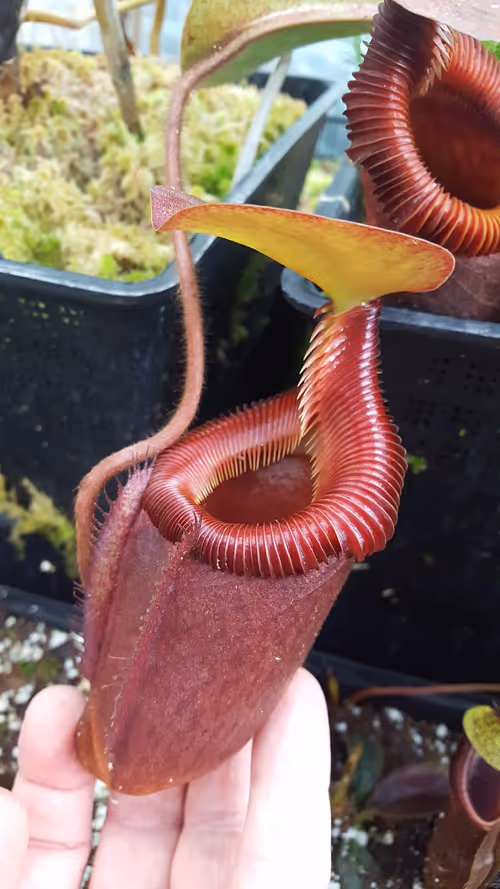 30. Nepenthes x kinabaluensis (rajah x villosa)