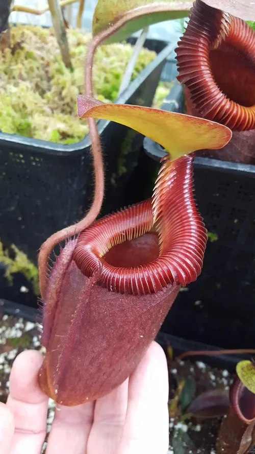 30. Nepenthes x kinabaluensis (rajah x villosa)