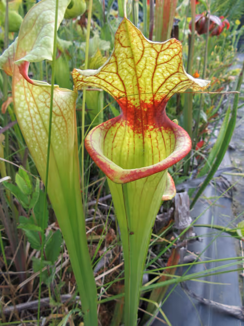 30. Sarracenia x moorei hot lips