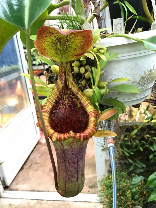 30. This is one of those hybrids which seems to inherit all the best traits of its parents - the size of N. truncata, the wide open mouth of N. lowii, and the toothy peristome of N. macrophylla