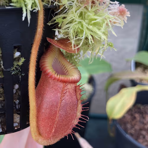 31 Nepenthes villosa BE