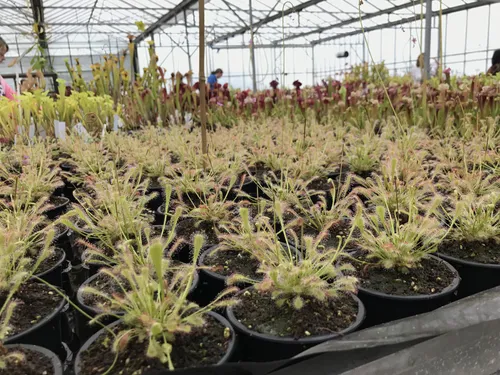 31. Moving on from Sarracenia to Dionaea and Drosera