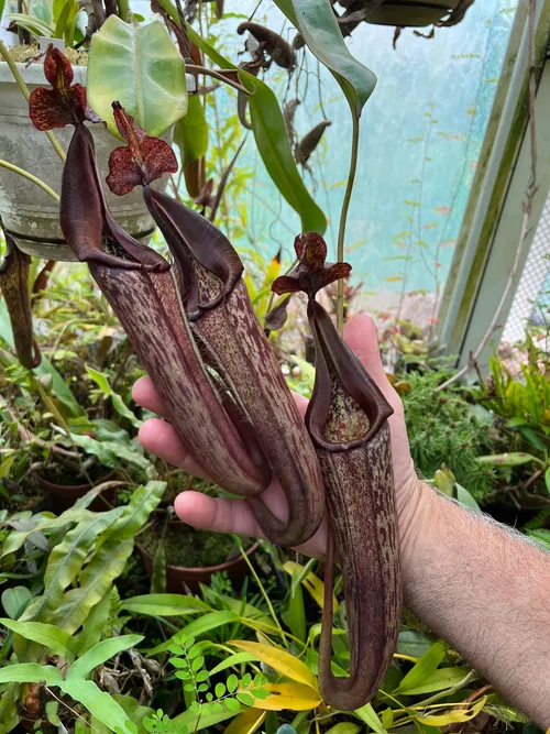 31. Nepenthes eymae.