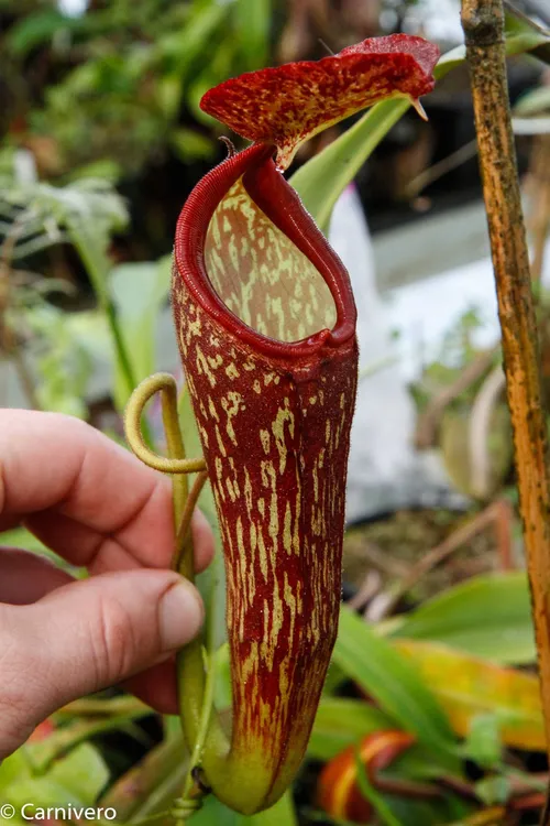 31. Nepenthes klossii x maxima.