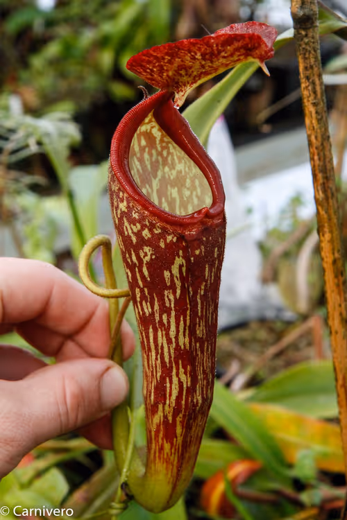 31. Nepenthes klossii x maxima