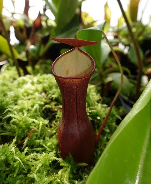 31. Nepenthes reinwardtiana (red)