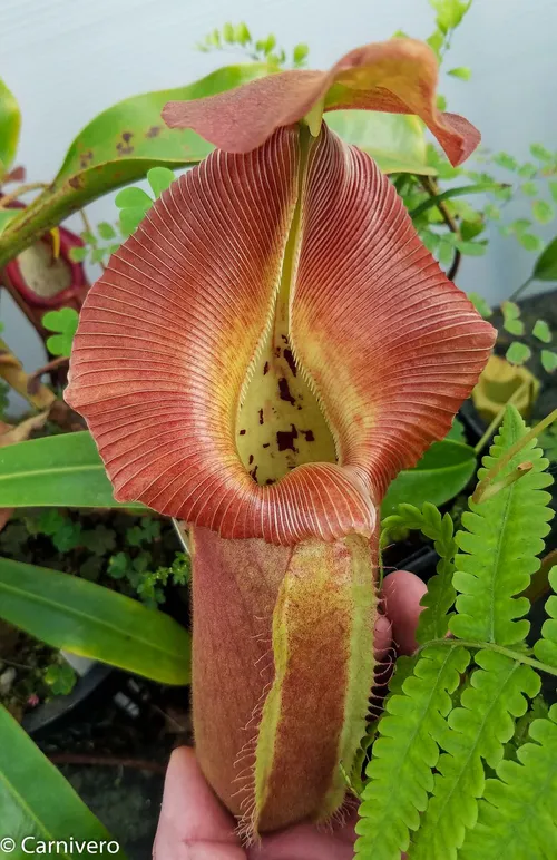 31. Nepenthes robcantleyi (5 of 5).