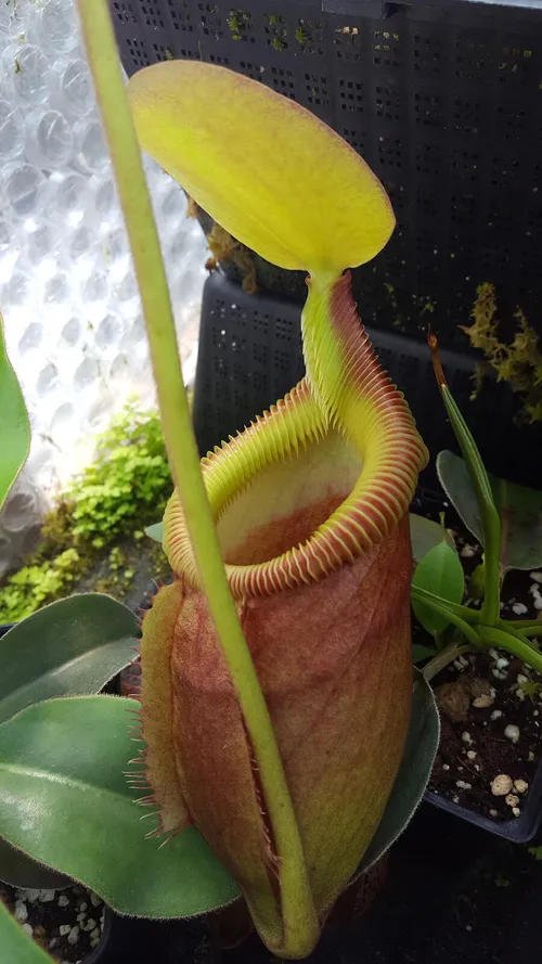 31. Nepenthes x kinabaluensis (rajah x villosa)