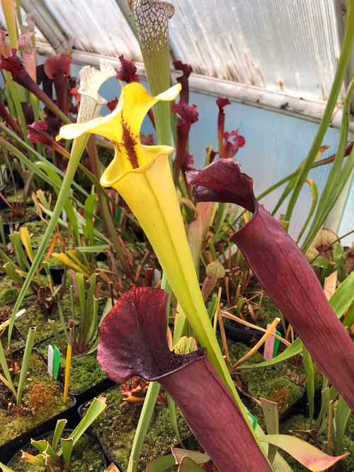 31. Sarracenia flava var rugelii