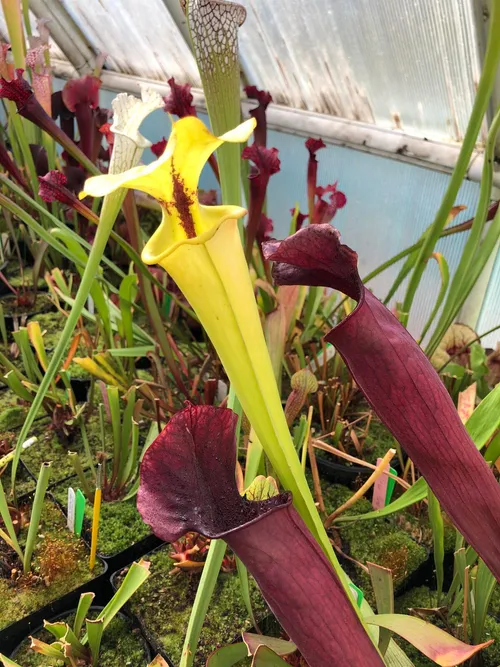 31. Sarracenia flava var rugelii