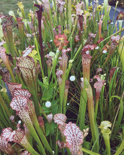31. Sarracenia leucophylla and eriocaulon decangulare
