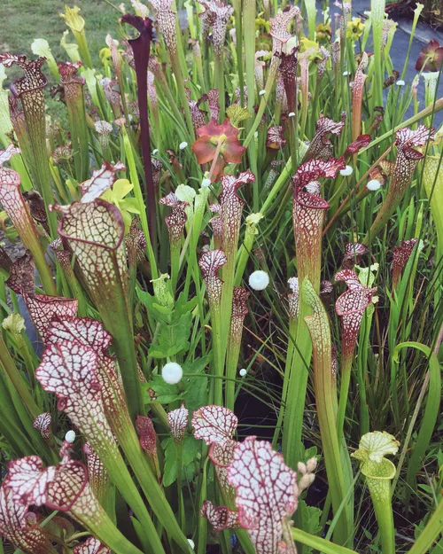 31. Sarracenia leucophylla and eriocaulon decangulare