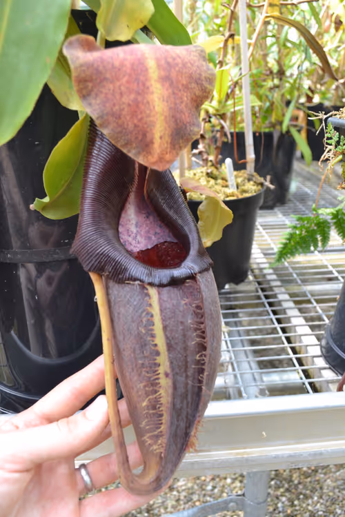 32. A huge and lovely N. carunculata var robusta (aka N. bongso)