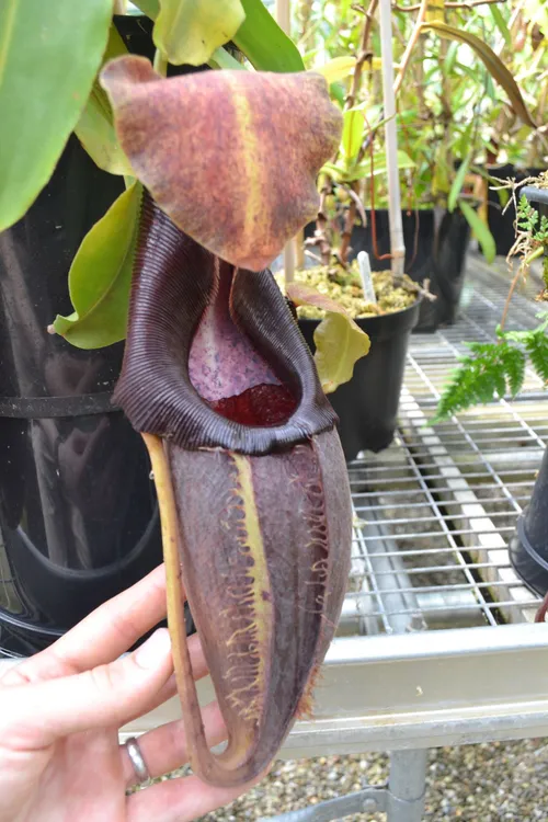 32. A huge and lovely N. carunculata var robusta (aka N. bongso)