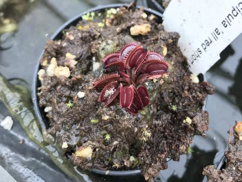 32. A tiny all-red form of Dionaea.