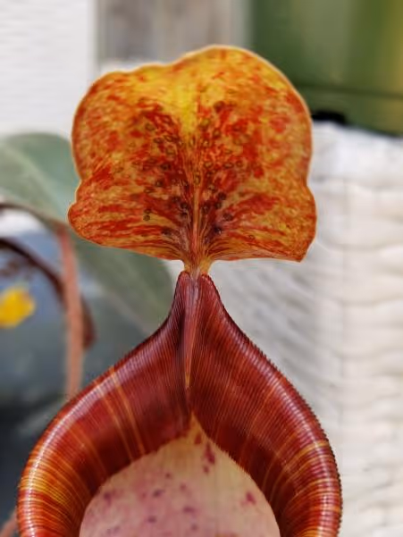 32. Lid detail showing ovate shape with truncated ends, gland distribution, and basal crests