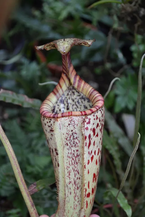 32. Nepenthes burbidgeae.