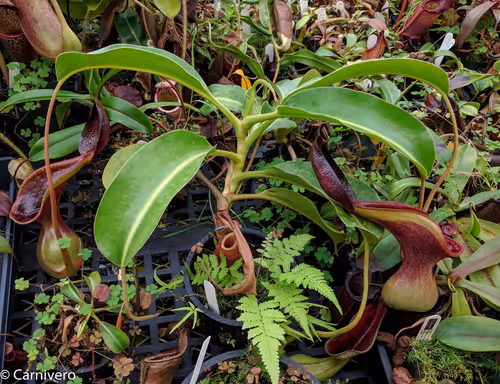 32. Nepenthes lowii, Trusmadi