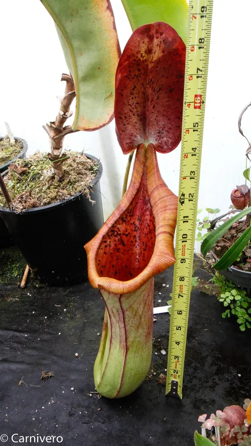 32. Nepenthes truncata x ephippiata, giant form.