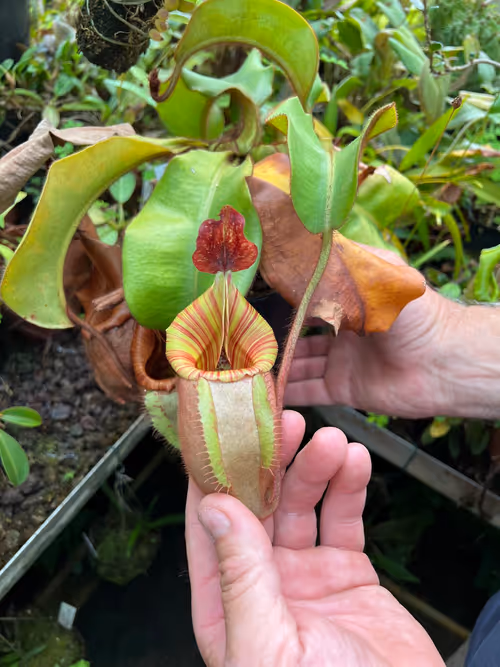 32. Nepenthes veitchii 'Candy' x 'Yamada', I believe