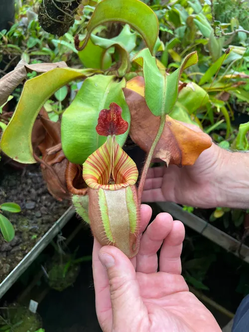 32. Nepenthes veitchii "Candy" x "Yamada", I believe.