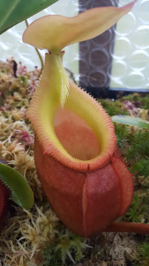 32. Nepenthes x kinabaluensis (rajah x villosa)