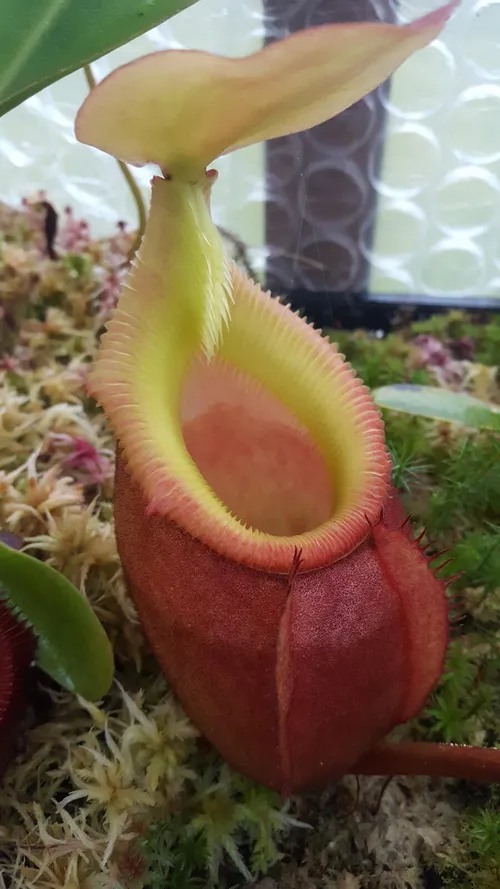 32. Nepenthes x kinabaluensis (rajah x villosa)