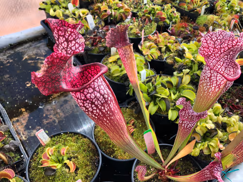 32. Sarracenia 'Mega Mouth'