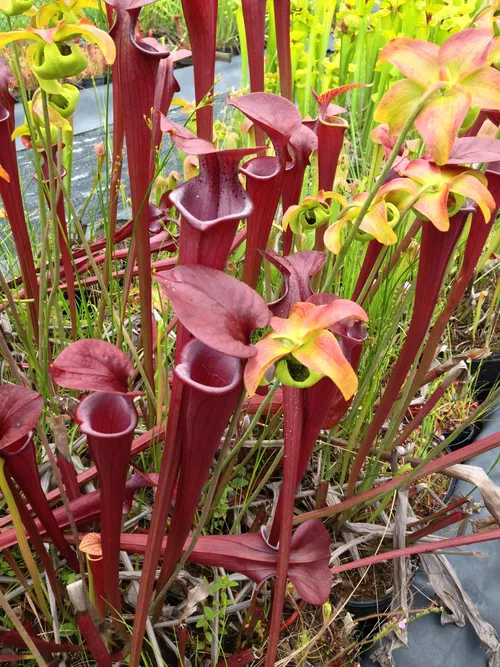 32. Sarracenia red viper, Meadowview cultivar