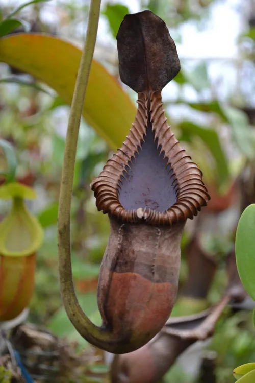 33. A skeleton of Nepenthes macrophylla