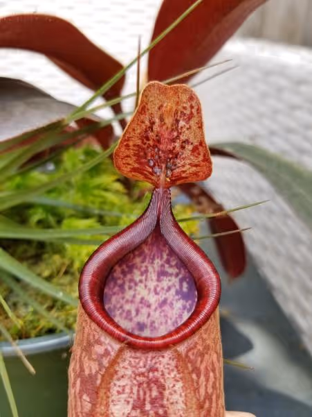 33. Lid detail showing ovate shape with truncated ends, gland distribution, and basal crests