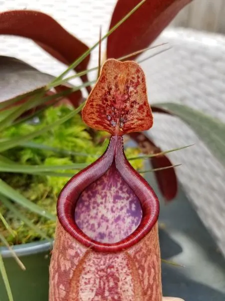 33. Lid detail showing ovate shape with truncated ends, gland distribution, and basal crests