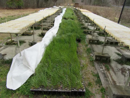 33. Longleaf pine seedlings