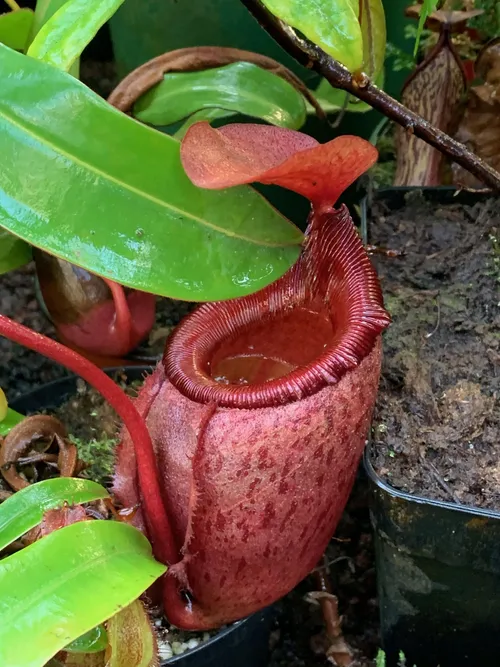 33. N. rajah x mira again. lovely pitcher shape