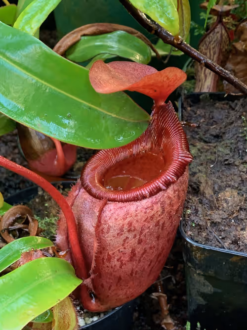 33. N. rajah x mira again. lovely pitcher shape