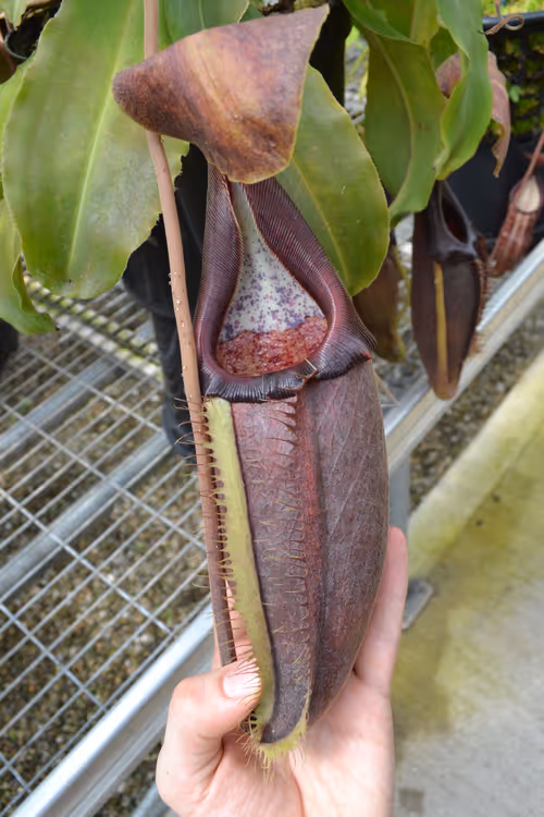 33. Nepenthes bongso with my hand for scale