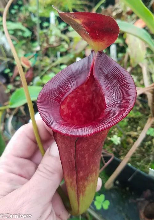 33. Nepenthes lowii x jacquelineae.