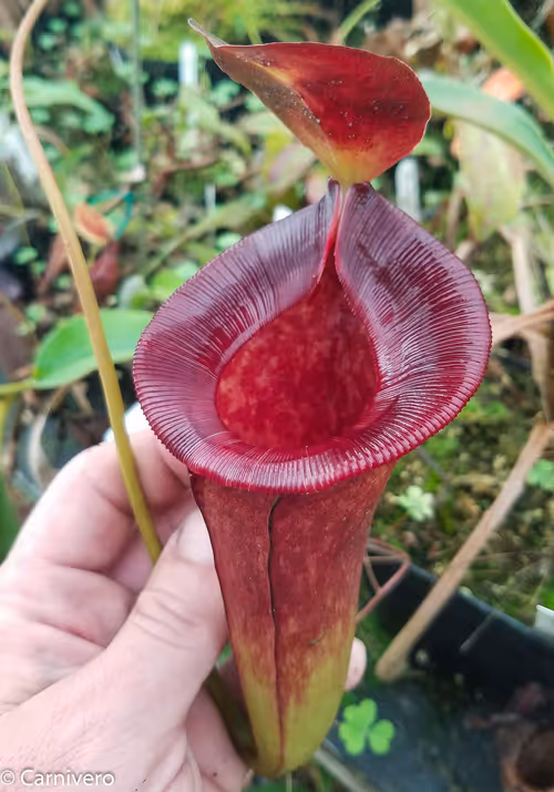 33. Nepenthes lowii x jacquelineae