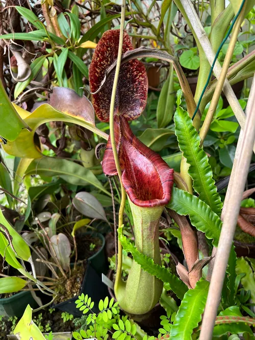 33. Nepenthes lowii x truncata, a regular mouse-catcher in Chris"s greenhouse.