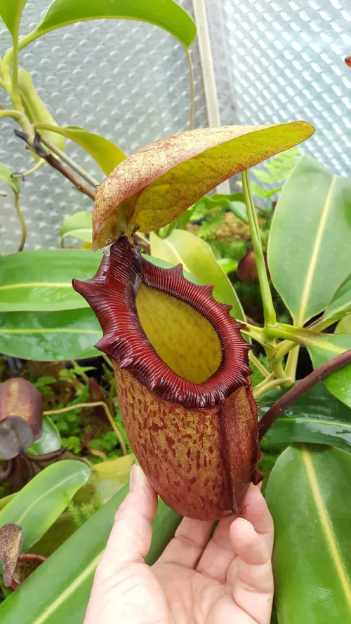 33. Nepenthes rajah