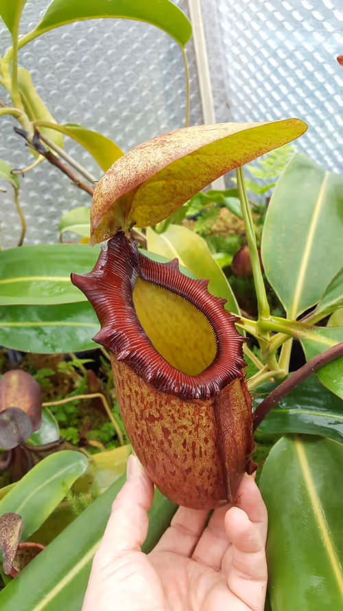33. Nepenthes rajah