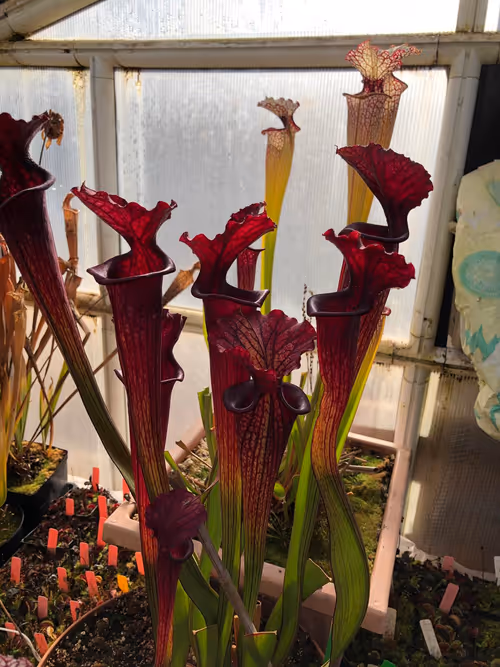 33. Sarracenia in the temperate house