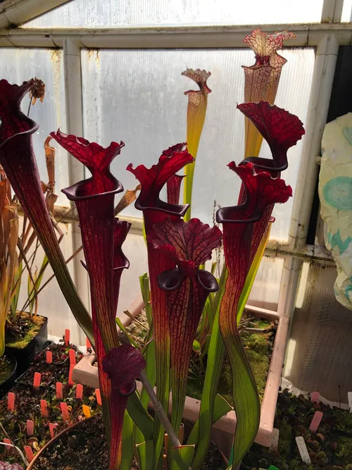 33. Sarracenia in the temperate house