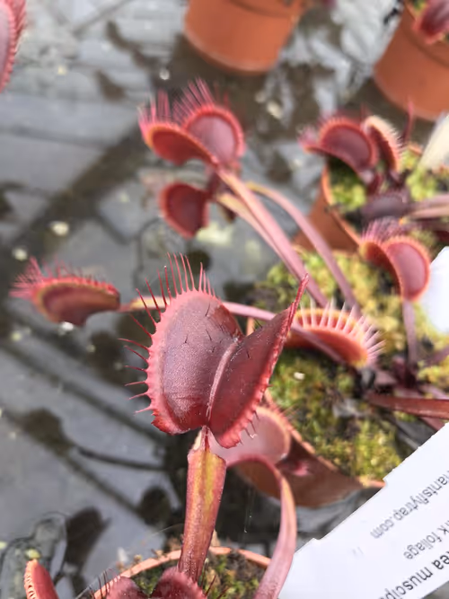 33. The 'Royal Red' Venus Flytrap cultivar