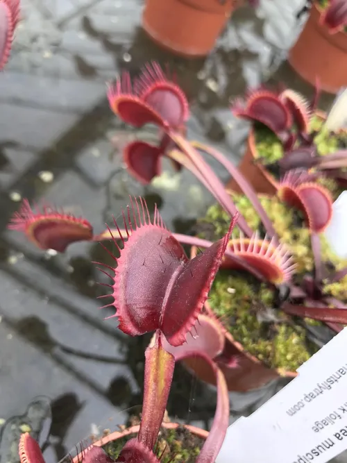 33. The "Royal Red" Venus Flytrap cultivar.