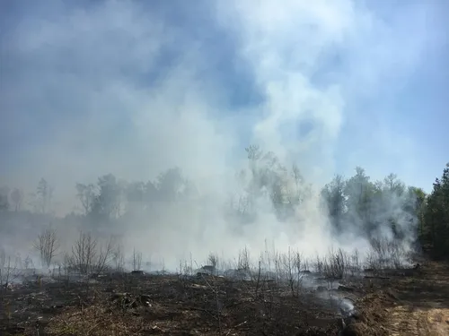 34. A prescribed burn at the Joseph Pines Preserve