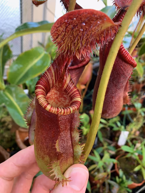 34. A spectacular pitcher on Nepenthes lowii x ephippiata