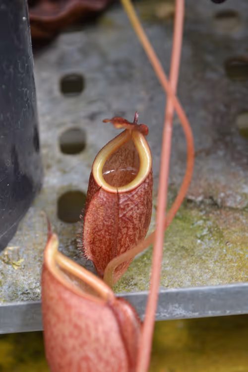 34. Lovely little pitchers on this plant - I couldn't see label sadly