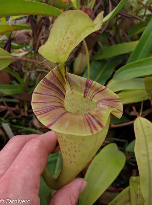 34. Nepenthes platychila.