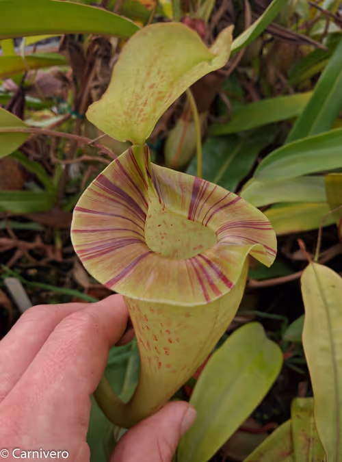 34. Nepenthes platychila